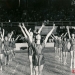 1977-05-22-festiwal-pzko-karwina-stadion-zimowy_i