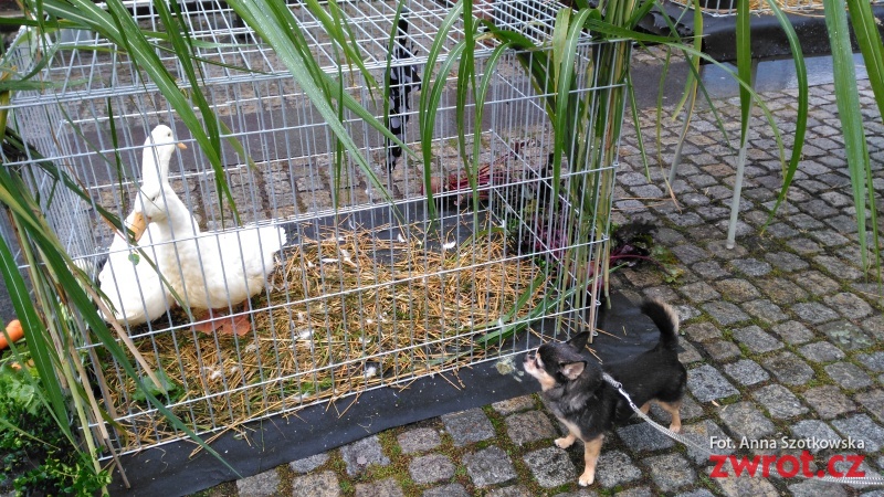 Króliki, kaczki i kury na rynku w Czeskim Cieszynie