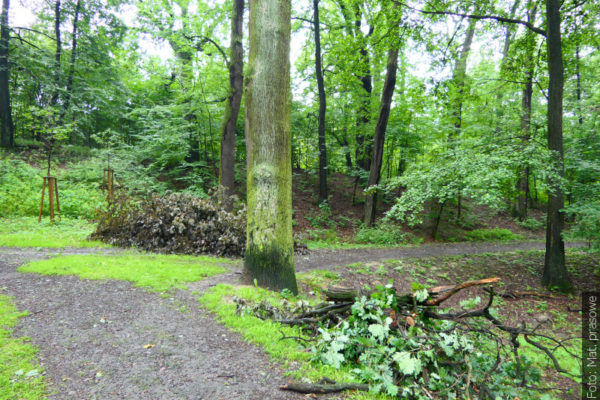 Park leśny Dubina czeka szereg ulepszeń