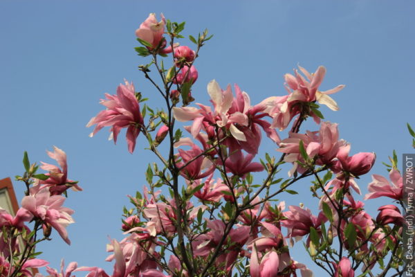 Muzeum Śląska Cieszyńskiego zaprasza na spacer magnoliowym szlakiem