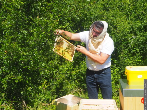Składowisko odpadów teraz jest domem dla pszczół
