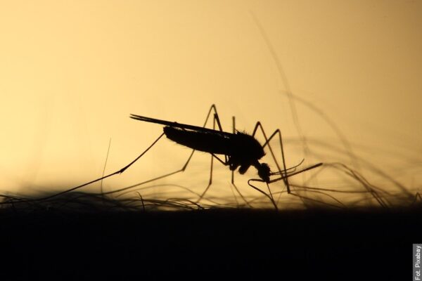 Lato z komarami, czyli jak się chronić przed małymi krwiopijcami