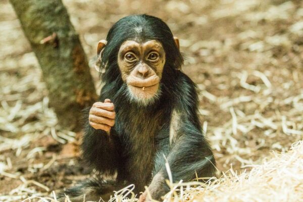 Ogród Zoologiczny w Ostrawie zarządza europejską hodowlą szympansów