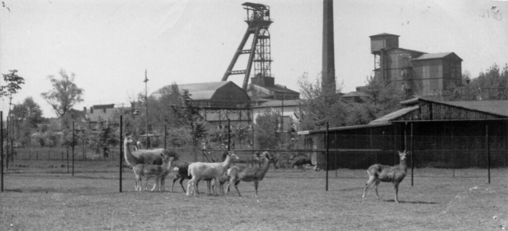 70 lat temu powstał Ogród Zoologiczny w Ostrawie