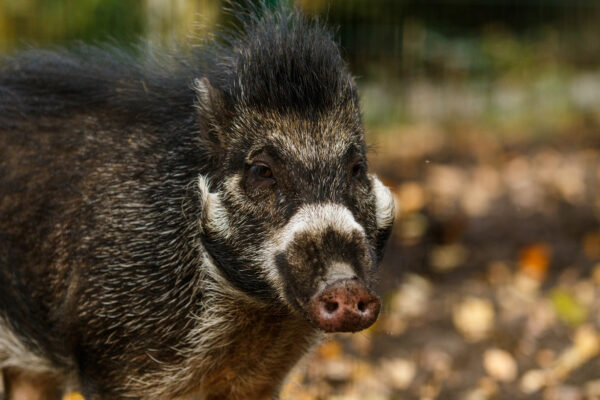 Odwiedziny w ostrawskim ZOO. Świnie