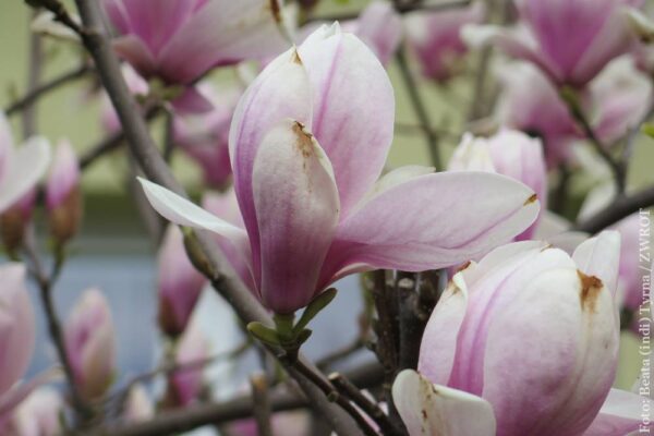 Cieszyńskie magnolie (zdjęcia)