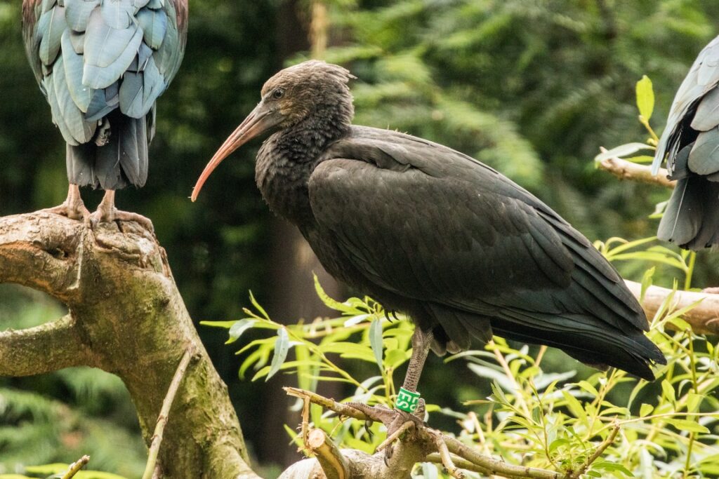 Młode ibisy z ostrawskiego Zoo będą musiały poczekać na wolność