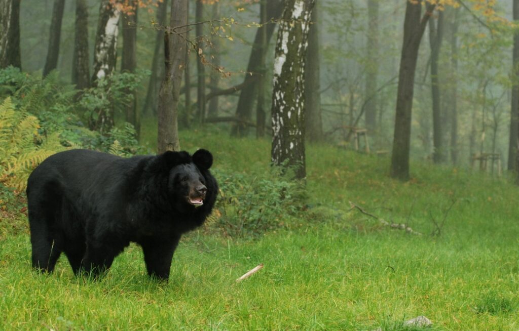 Zoo w Ostrawie zaprasza od dzisiaj
