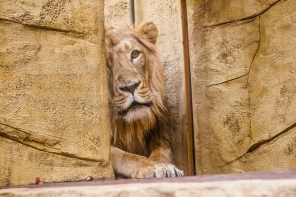 Do ogrodu zoologicznego w Ostrawie przybył młody samiec lwa azjatyckiego