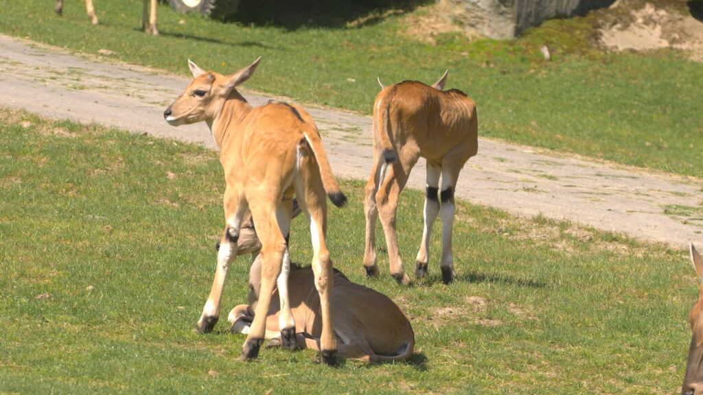 Kolejne narodziny w ostrawskim Zoo