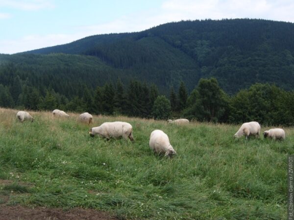 W Rychwałdzie na Żywiecczyźnie owce wyruszą na hale. Inauguracja Roku Górali i Obrzędów Pasterskich