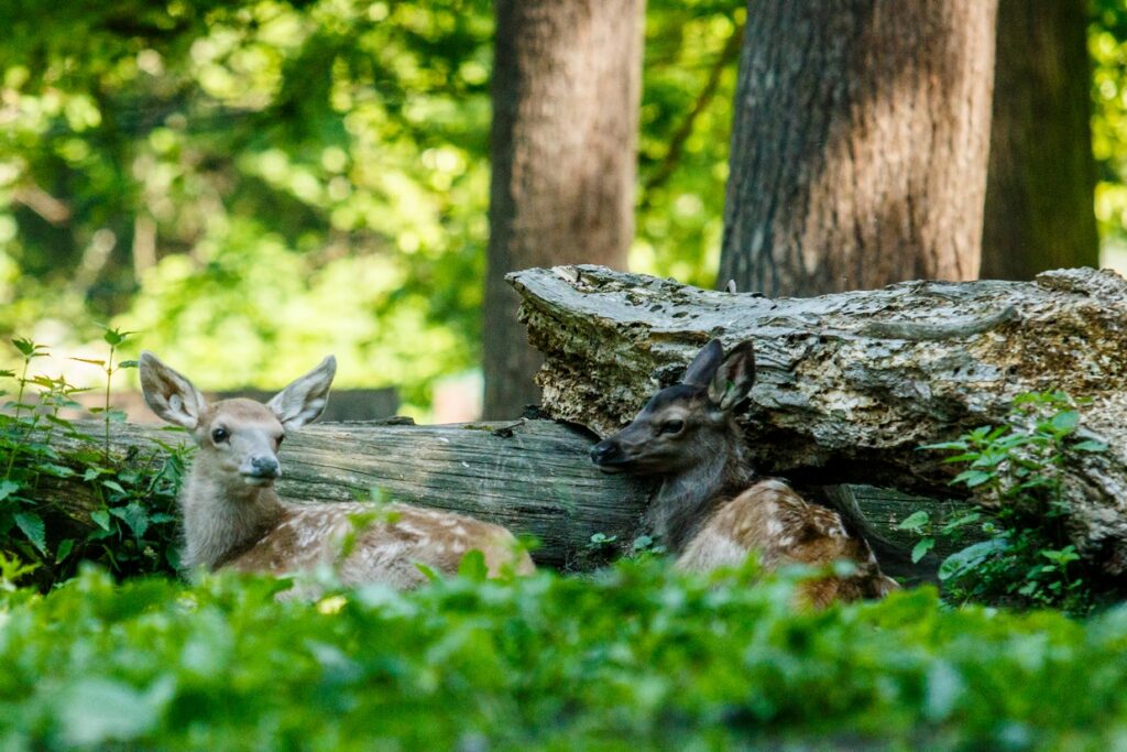 Znalazłeś małą sarnę? Nie dotykaj jej i nie zabieraj! Jej mama jest w pobliżu