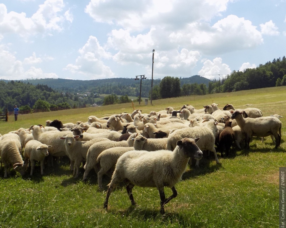 W Wiśle wyprowadzono owce na pastwisko