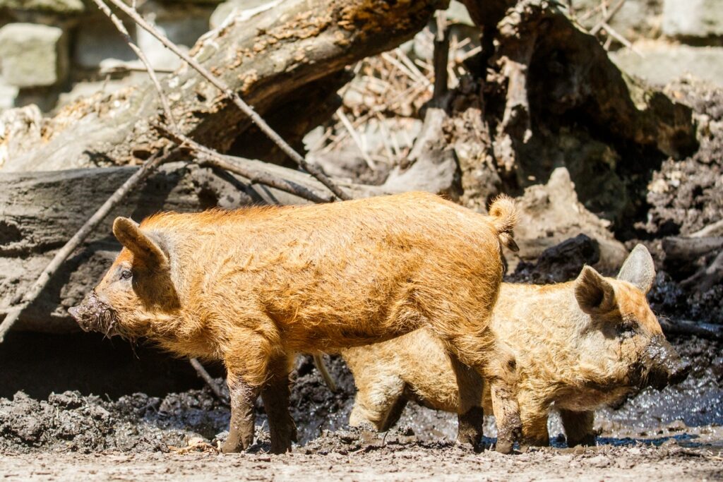 W ostrawskim zoo znowu urodzaj! Tym razem urodziły się cztery kędzierzawe świnki