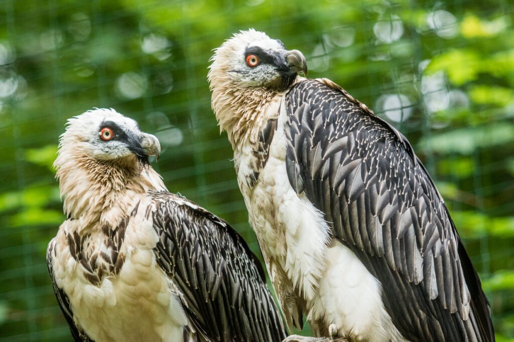 Kolejny orłosęp z ostrawskiego zoo wypuszczony na wolność