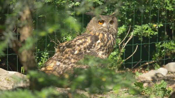 Zoo w Ostrawie zaprasza na wieczorne zwiedzanie w języku polskim