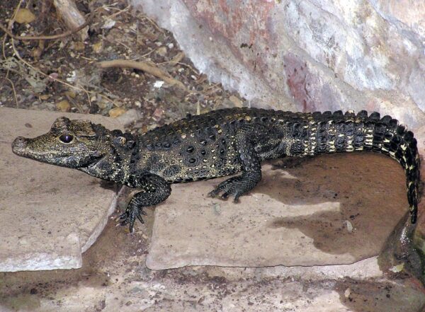 W Ostrawie uciekł krokodyl z prywatnej hodowli