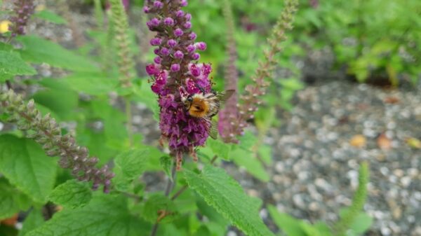 Botaniczne ciekawostki: kwiaty słońca