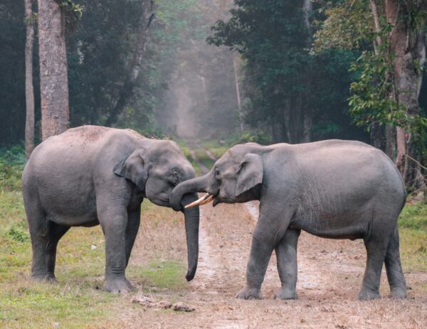 Wesprzyj słonie! W najbliższą sobotę przynieś stare urządzenie elektryczne do zoo, a twoje dziecko otrzyma darmowy bilet wstępu