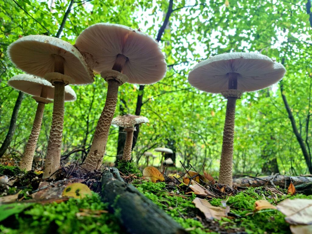 Fascynujący świat grzybów – część pierwsza, muchomory