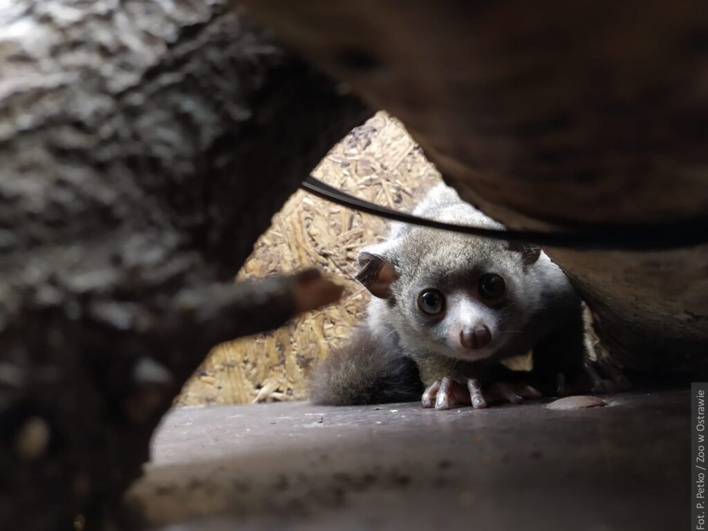 Czy wiesz, jak wyglądałoby domowe zwierzątko Yody z Gwiezdnych Wojen? My wiemy [zdjęcie]