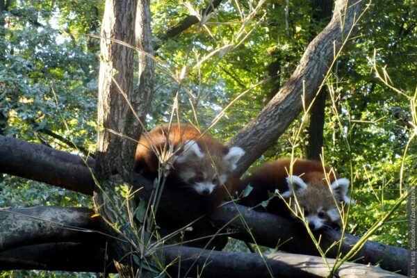 Po raz pierwszy w ostrawskim zoo urodziły się bliźnięta pandy czerwonej