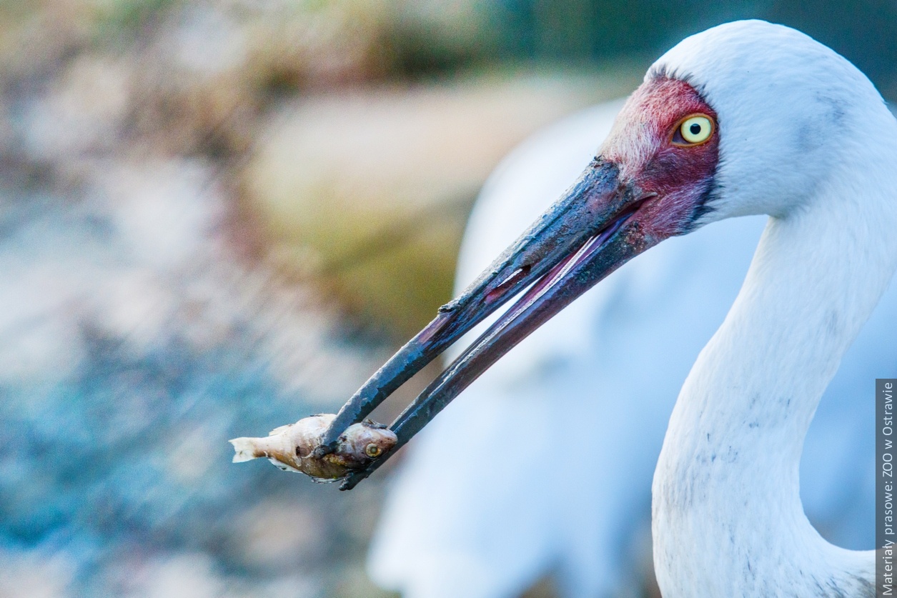 A może święta wśród zwierząt? Zoo w Ostrawie przygotowało dla dzieci prezent gwiazdkowy