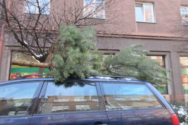 Co zrobić z choinką po Świętach? Trzyniec i Czeski Cieszyn mają ekologiczne rozwiązanie