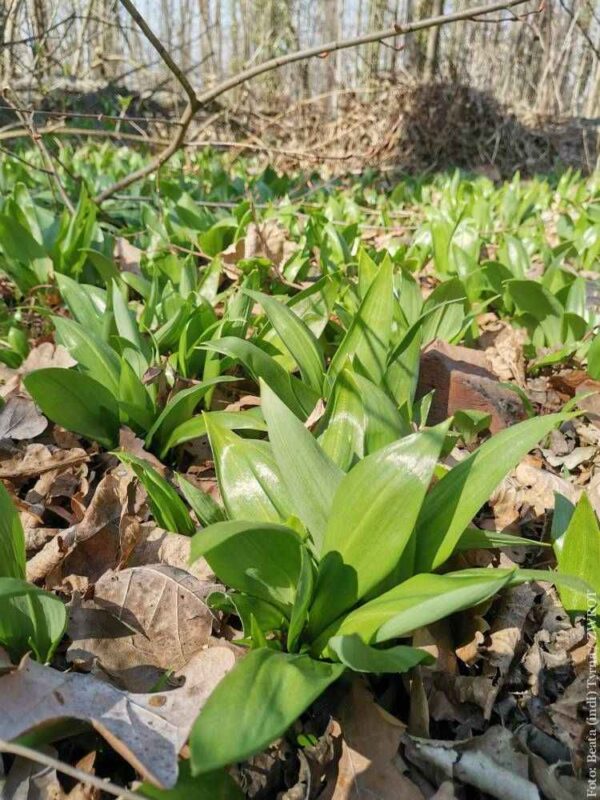 Znów rośnie niedźwiedzi czosnek. Roślina która nie tylko smakuje, ale i wzmacnia organizm