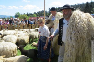 Propozycja na weekend. W Koszarzyskach będą miyszali owce