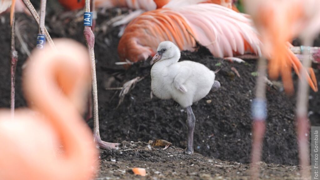 W Zoo w Ostrawie wykluły się młode flamingów. Wiecie, dlaczego ich pióra są różowe?