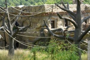 Nowe pawilony w ostrawskim Zoo. Naturalne środowisko dla makaków i gibonów