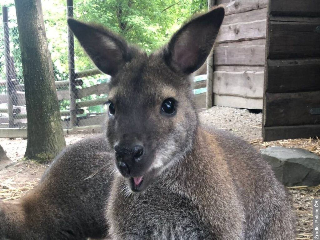 Kangur Dobby uciekł z mini zoo we Wrzesinie. Policja prosi o pomoc
