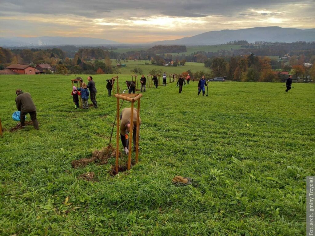 Nowa aleja drzew owocowych w Wielopolu. Owoce dla zwierząt i dla ludzi