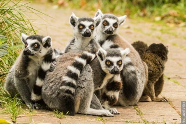 Uciekł z Raju lemurów. Ostrawskie zoo prosi o pomoc w poszukiwaniach