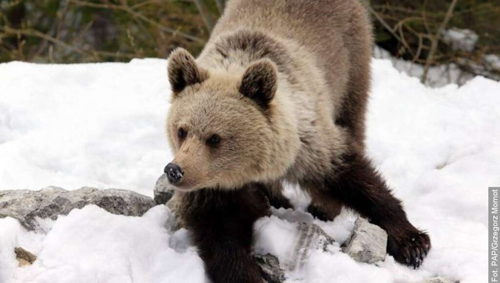 Niedźwiedzie się już obudziły. Ich tropy pozostawione na śniegu zostały stwierdzone przez pracowników TPN