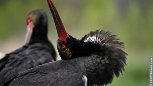 Powrót czarnych bocianów. Transmisja online z gniazda ptaków