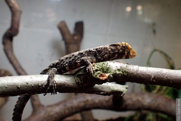 W ostrawskim ogrodzie zoologicznym urodziły się młode jaszczurki krokodylowatej. To drugie zoo w Europie, w którym się rozmnożyły