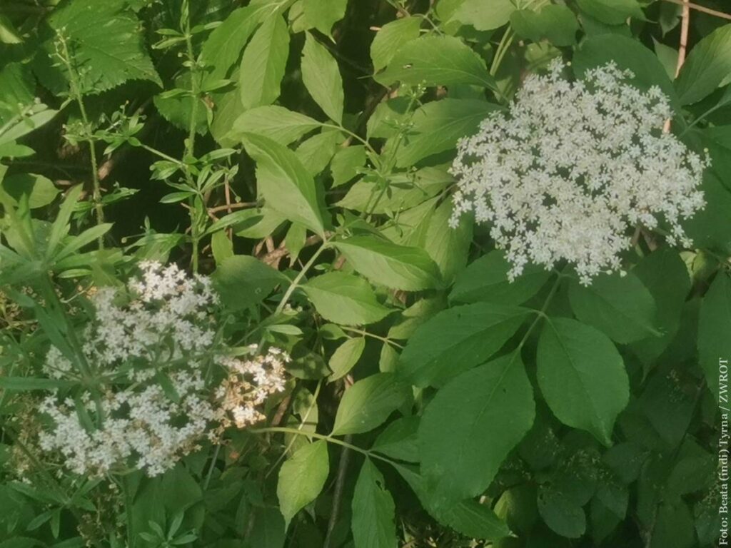 Kwiat czarnego bzu. Idealny na herbatę i lemoniadę, a nawet do naleśników. To ostatni moment na zbiór!