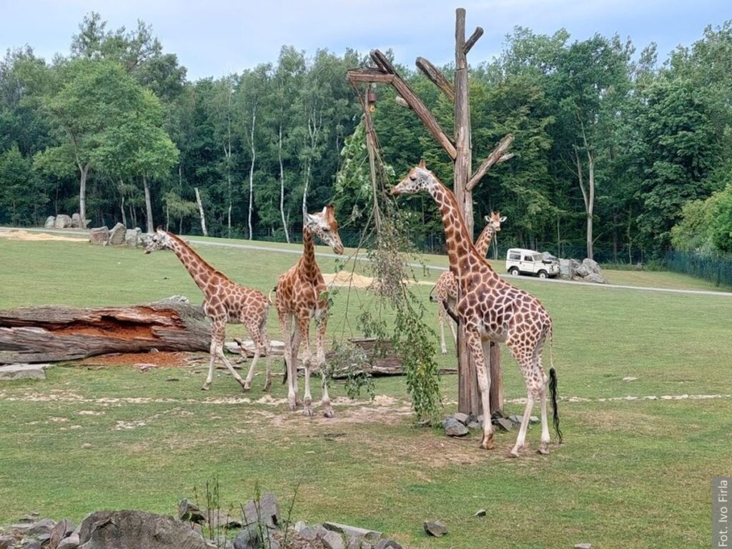 W Zoo w Ostrawie można spotkać nowych lokatorów. Przybyły żyrafy, szarańcze i żaby