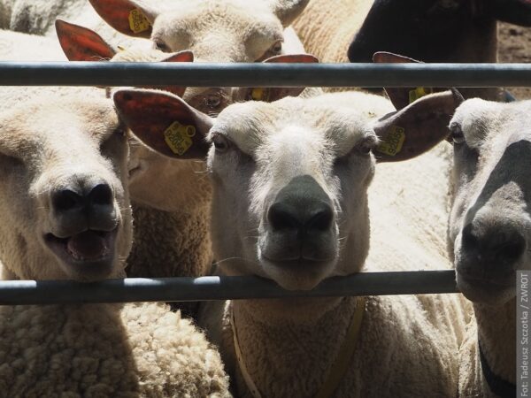 Nowa publikacja „Złap oddech na pastwisku. Terapeutyczne beczenie owiec”. Książkę możesz wygrać w konkursie