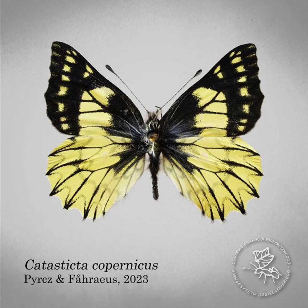Wyjątkowy prezent dla Mikołaja Kopernika na 550 urodziny. Nowy gatunek motyla na jego cześć nazwano Catasticta copernicus