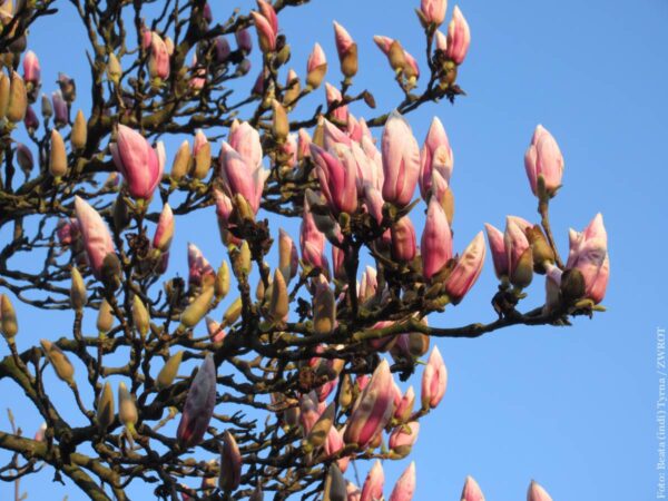 Już kwitną! Muzeum Śląska Cieszyńskiego zaprasza na spacer szlakiem kwitnących magnolii