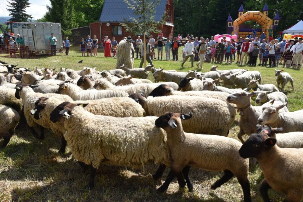 Poznaj dawne tradycje. W Koszarzyskach w sobotę będą „miyszać owce”