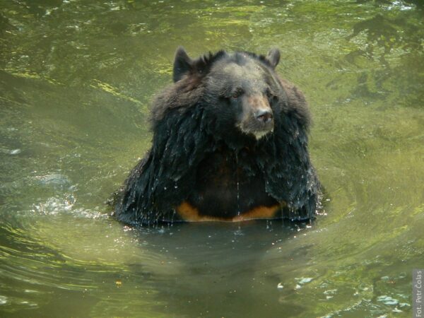 W ostrawskim zoo musiała zostać uśpiona samica niedźwiedzia himalajskiego. Urodziła się w Gdańsku