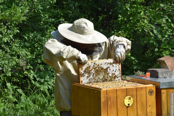 Szesnaście litrów miodu od początku sezonu. Pszczoły z trzynieckiej huty uwijają się od wiosny