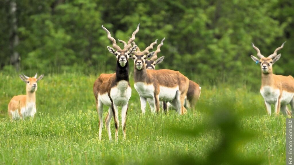 Nowe zwierzęta w ostrawskim Zoo. Zobaczyć możecie wiele ciekawych gatunków