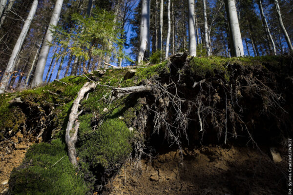 Zdrowe lasy, lepsze życie. Rusza projekt LIFE Model Forest
