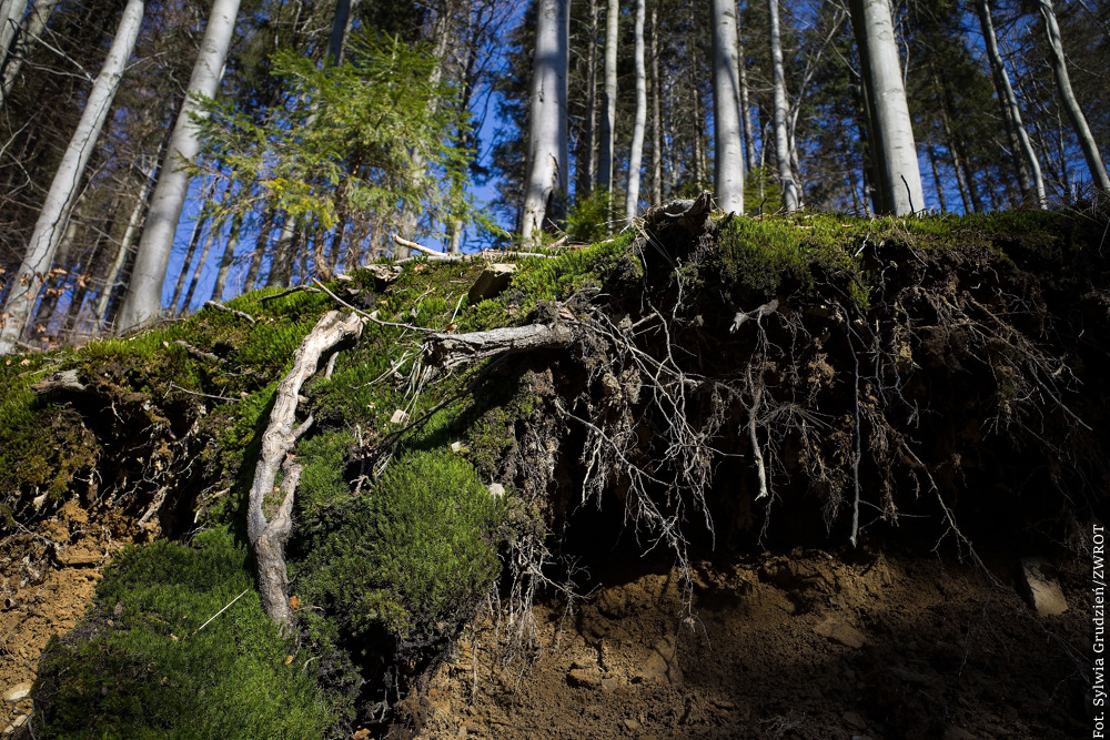 Zdrowe lasy, lepsze życie. Rusza projekt LIFE Model Forest