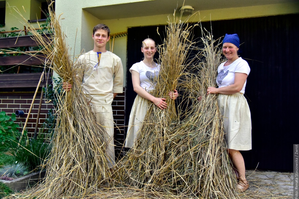 Młócyni krzicy u Muchów. Pieknie cepami – jako downi